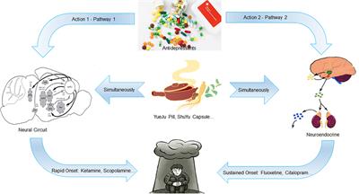 Editorial: Neural circuits and neuroendocrine mechanisms of depression and premenstrual dysphoric disorder: towards precise targets for translational medicine and drug development, volume II